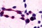 XPR1 Antibody (N-Terminus)